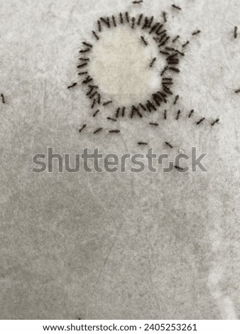 This is a picture of an ant h This is a picture of a black ant collecting food to form a pattern that collects food to form a pattern
