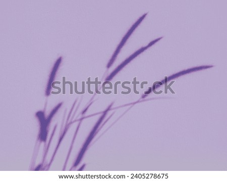 Shadows of grass flowers on a house wall in purple tones for an abstract minimalist background.