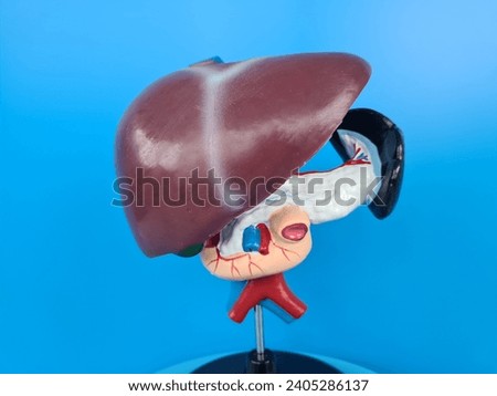 Human liver anatomy closeup. Realistic anatomy structure of liver organ of hepatic system and organ of digestive gallbladder. Human liver model for medicines pharmacy and education Royalty-Free Stock Photo #2405286137