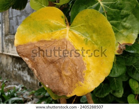 Plum aralia leaves are starting to turn yellow and dry. Beautiful plum aralia leaves shaped like flower petals. Heart-shaped yellow leaves.