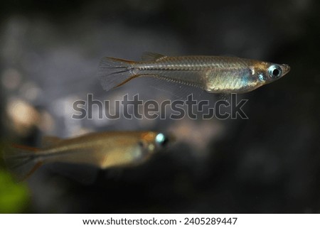 Pair of Pectoral fin spot ricefish (Oryzias pectoralis) or Chinese Medaka Royalty-Free Stock Photo #2405289447