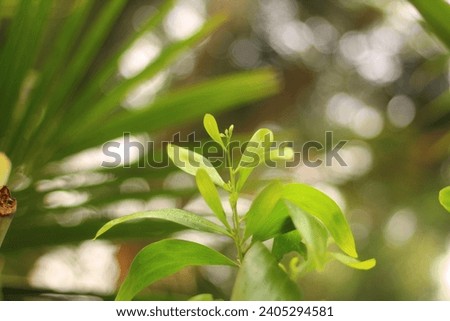 Photo of soft young leaves of Akashmani tree