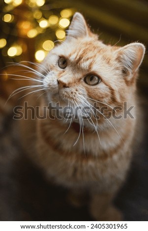 Portrait of a ginger cat against a background of Christmas lights.