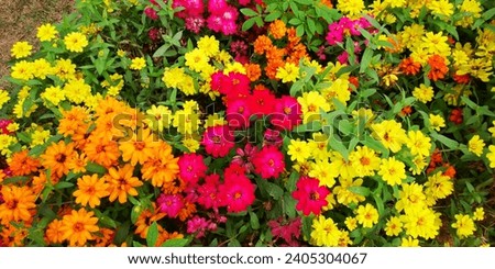 Bright yellow, red and pink flowers form clumps in the garden.