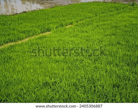 Rice seeds before being planted in a large rice field