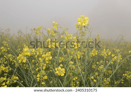 Mustard flowers blossoms in a foggy field with dew drops, closeup of photo