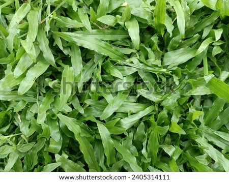Photo of green grass in the morning. This photo is suitable for backgrounds and so on