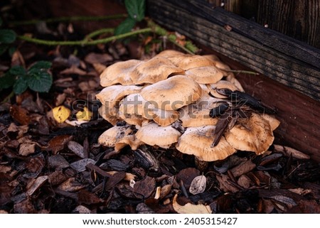 Backyard mushrooms growing in the mulch by the fence, grass, etc. sign that there is thriving fungus underground