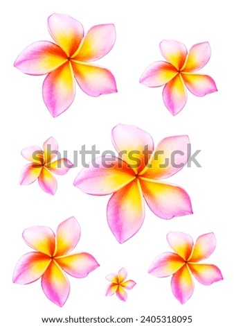 Flowers and nature background for messages and advertisements