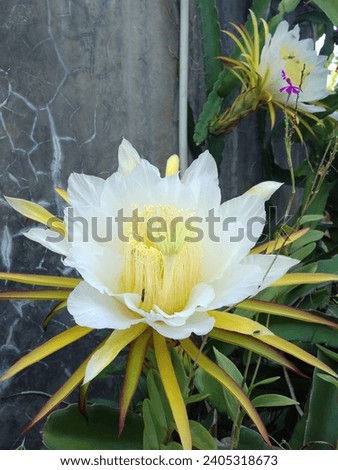 The flowers open into a large bloom with a bell-like shape, averaging 20 to 22 centimeters in diameter, and have slender and delicate, fragrant white petals encasing a golden yellow center Royalty-Free Stock Photo #2405318673