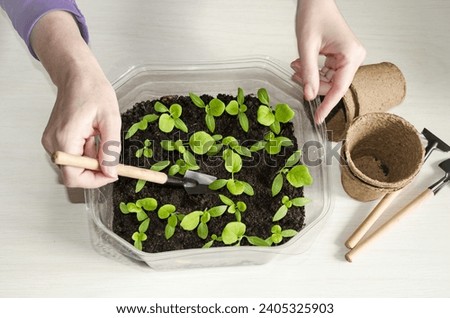Spring planting of plants in the ground, female hands replanting young shoots of petunia flowers.  There are accessories for replanting the plant on the table.  View from above.  Agriculture concept. Royalty-Free Stock Photo #2405325903