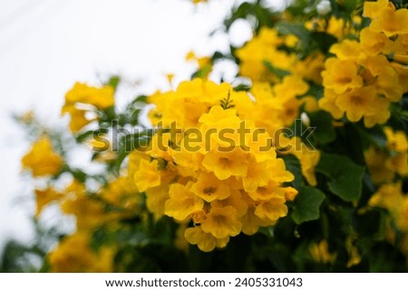Close-up of yellow flowers on blurred background. natural landscape.