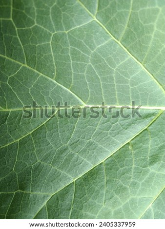Macro photography background texture of green leaf structure