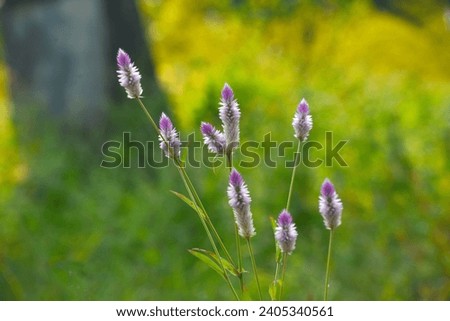 Carex appalachica grass flower in the Mumbai Maharashtra  Royalty-Free Stock Photo #2405340561