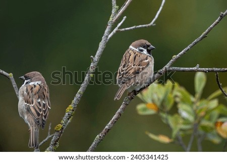 Eurasian tree sparrows on a tree, Passer montanus Royalty-Free Stock Photo #2405341425