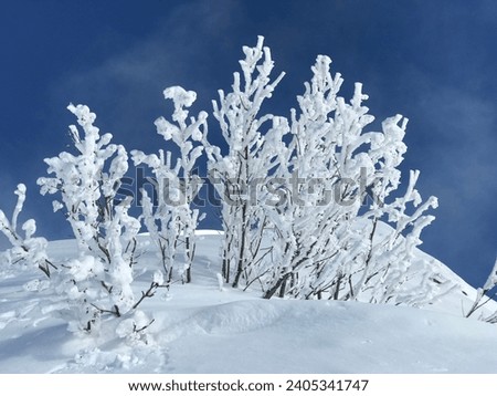 snow sticking during heavy snowfall and then sharp frost, the result is a stunning winter picture against the backdrop of the blue sky in the mountains of Krasnaya Polyana