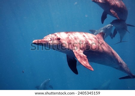 Dolphins underwater blue water marine life underwater animals mammals