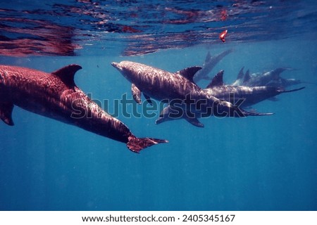 Dolphins underwater blue water marine life underwater animals mammals