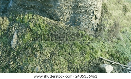 Moss, natural moss, moss under natural trees, background picture,