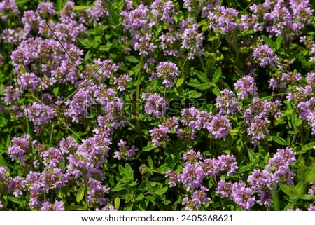 Blossoming fragrant Thymus serpyllum, Breckland wild thyme, creeping thyme, or elfin thyme close-up, macro photo. Beautiful food and medicinal plant in the field in the sunny day. Royalty-Free Stock Photo #2405368621