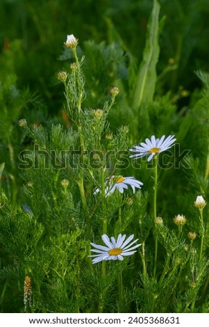Tripleurospermum maritimum Matricaria maritima is a species of flowering plant in the aster family commonly known as false mayweed or sea mayweed. Royalty-Free Stock Photo #2405368631