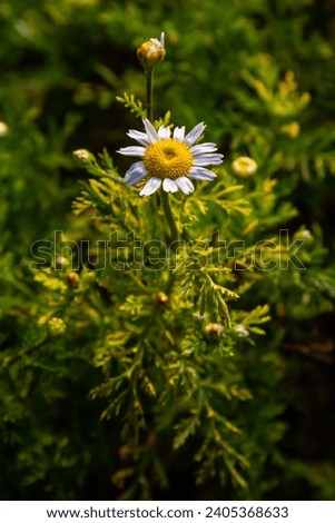 Tripleurospermum maritimum Matricaria maritima is a species of flowering plant in the aster family commonly known as false mayweed or sea mayweed. Royalty-Free Stock Photo #2405368633