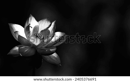 Lotus flower  isolated on black background ,  black and white picture suitable for graphic background