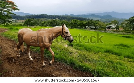 A horse is walking on a farm, with a backdrop of natural scenery and a wide expanse of grass.