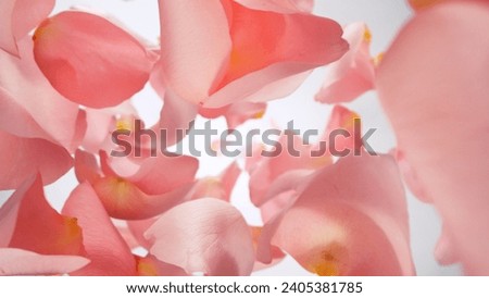 Falling Pink Rose Petals, Isolated on White Background. Abstract Flower Background, Beauty Concept. Freeze Motion of Flying Petals. Studio Shot.