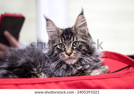 Gray maine kitten portrait close up at home Royalty-Free Stock Photo #2405391021