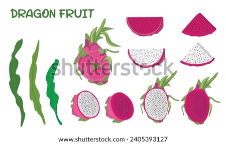 Dragon fruit vector set. White and red dragon fruit clip art. Whole, half and slices of dragon fruit. Flat vector in cartoon style isolated on white background. 