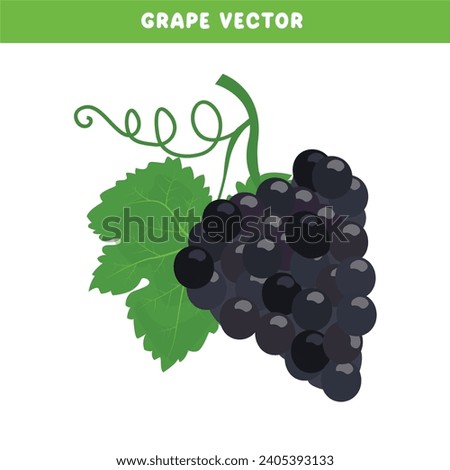 Grape vector set. Black grape clip art. Organic fruit. Farming. Harvest festival. Flat vector isolated on white background.