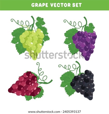 Grape vector set. White grape, red grape and black grape clip art. Organic fruit. Farming. Harvest festival. Flat vector isolated on white background.
