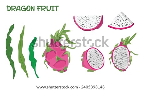 Dragon fruit vector set. White dragon fruit clip art. Whole, half and slices of dragon fruit. Flat vector in cartoon style isolated on white background. 