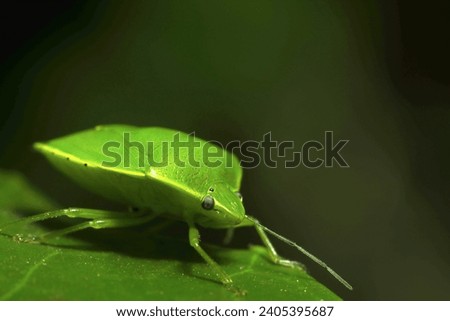 Beautiful appearance of a bright green stink bug on the green leaves of a deep forest (Natural+flash light, macro close-up photography)