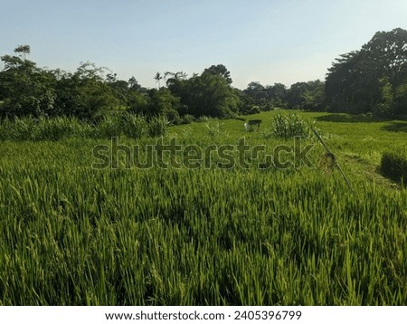 The landscape of the rice fields looks green and refreshing to the eyes.