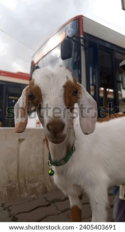 Close up picture of a goat