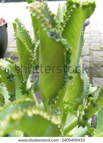 Cocor duck is an ornamental plant that comes from the Kalanchoe genus and grows a lot in yards