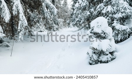 Breathtaking winter landscape: majestic fir trees stand, decorated with a virgin layer of snow. The tranquility of nature and the festive atmosphere create an atmosphere of magic and celebration.