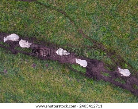 An aerial view captures a line of cows following a trail across a lush pasture. The contrast between the dark earth of the path and the vibrant green grass frames the cows' journey. This image