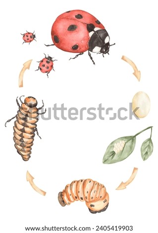 Ladybug Life Cycle Clipart, Watercolor insect Life Cycle Poster, beetle elements, life stages homeschool card, Learning game, Kids School Educational clip art,  study card, teacher illustration