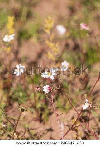 A variety of different coloured wild flowers, in a natural background