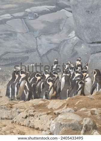 Penguins Birds Al Ain Zoo natural beauty animals scenery Great Views blue sky clouds trees plant flowers Green background wallpaper HD natural environment earth winning New picture travel holiday UAE