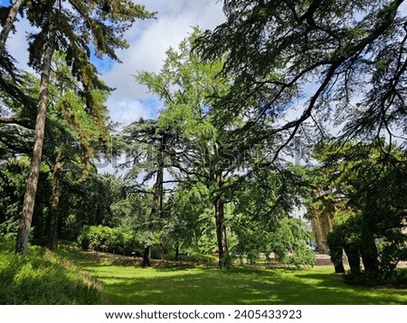 Paris, France - Public Park Trees