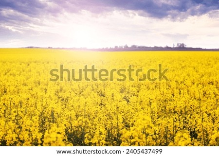 Rapeseed blossoms, yellow rapeseed flowers in a field during sunset