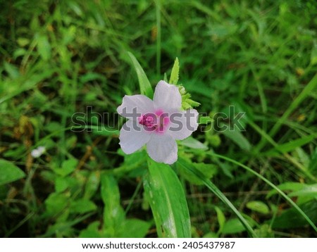 Rare flower in rain forest. pink and white. Congo jute. Urena lobata