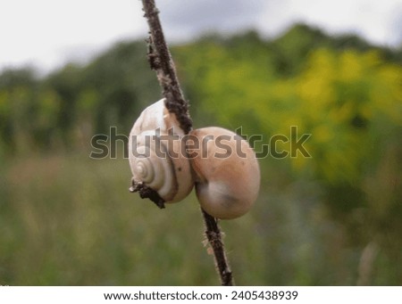 macro photo with a decorative natural background of two snails on a grass stalk in a rural field for design as a source for prints, posters, advertising, wallpaper, decor, interiors