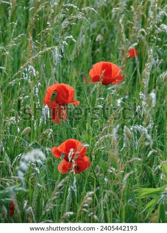 macro photo with a decorative natural background of green grass and red flowers of wild poppy plants in the European habitat for landscape design as a source for prints, wallpapers, posters, decor