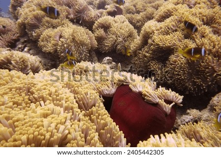 Anemone City Clown fish Underwater photo Coral Garden Scuba Diving