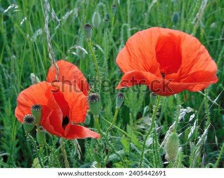 macro photo with a decorative natural background of green grass and red flowers of wild poppy plants in the European habitat for landscape design as a source for prints, wallpapers, posters, decor